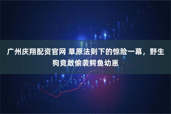 广州庆翔配资官网 草原法则下的惊险一幕，野生狗竟敢偷袭鳄鱼幼崽